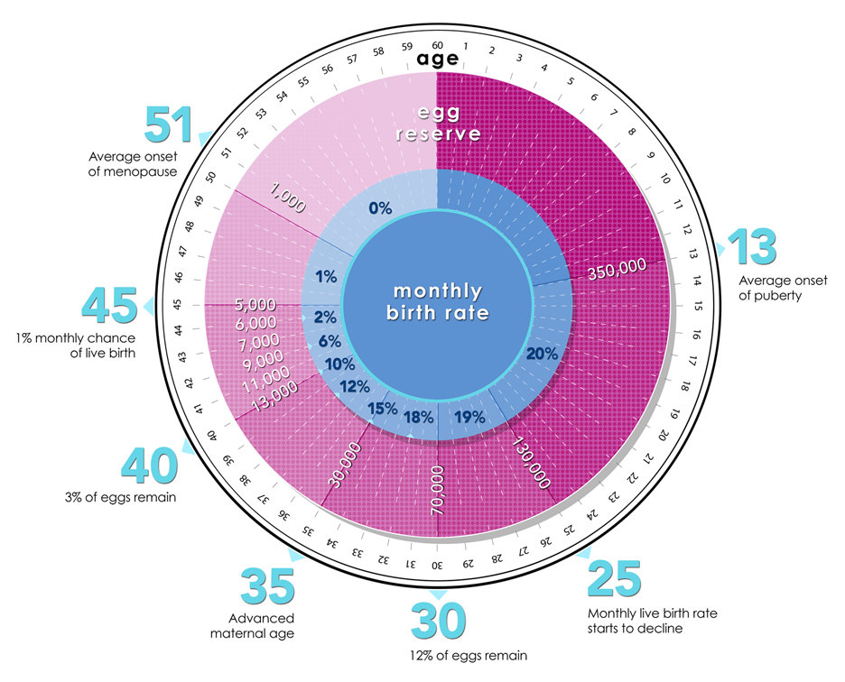 Beating Your Biological Clock - Understanding Female Eggs - The Infertility  Center of St. Louis